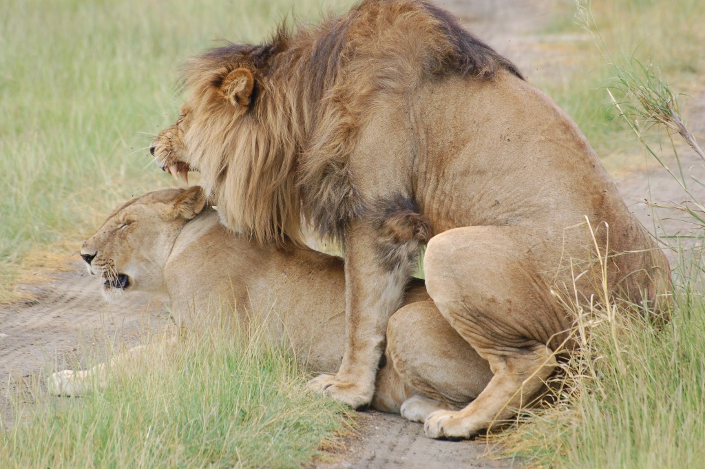 [mating-lions.JPG]