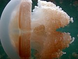 [tn_20010419-1636-54-jellyfish-lake_jpg.jpg]
