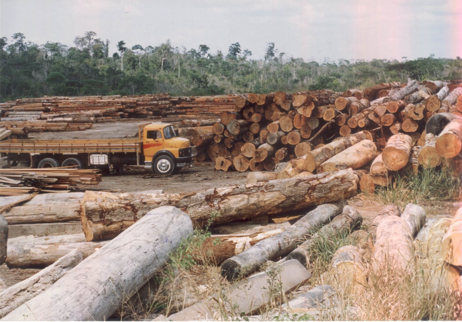 [desmatamento+na+amazônia.jpg]