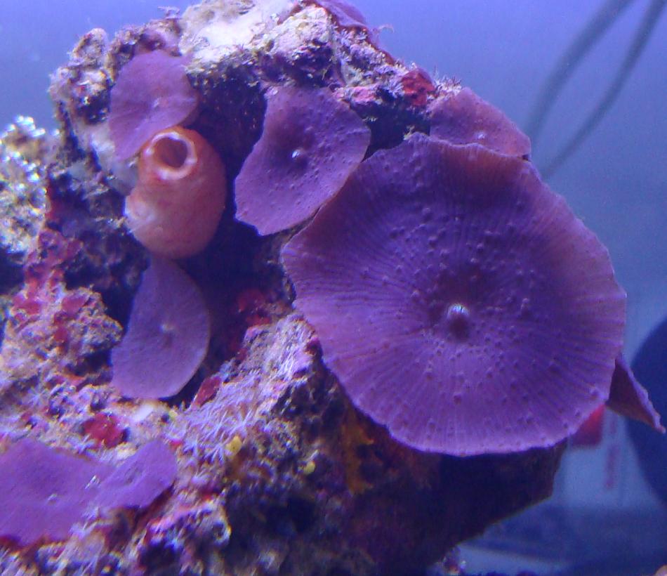 [new+purple+mushrooms.JPG]