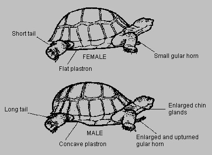 [tortoise2.jpg]