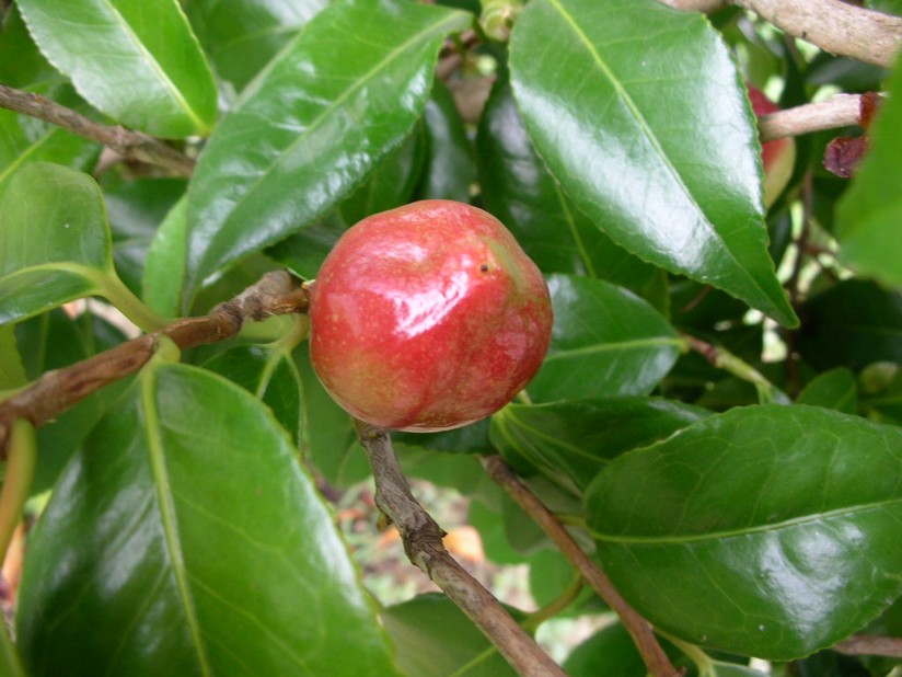 [fruit+sur+camellia.JPG]