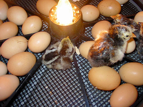 [Chicks_Hatching--large-msg-.jpg]