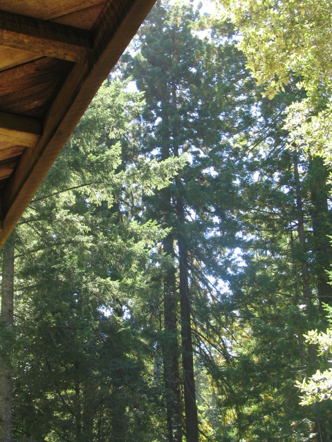 [Looking+up+at+redwoods.JPG]