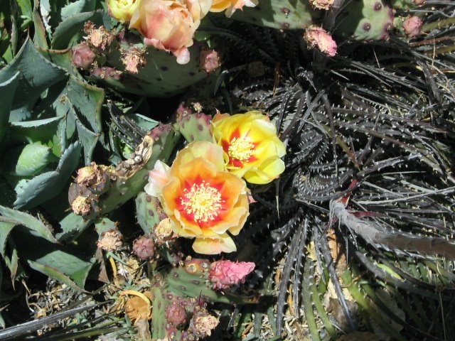 [prickly+pear+blossoms.JPG]