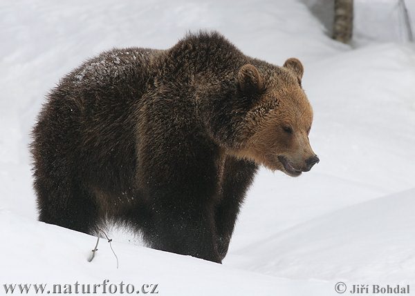 [brown-bear-20016.jpg]