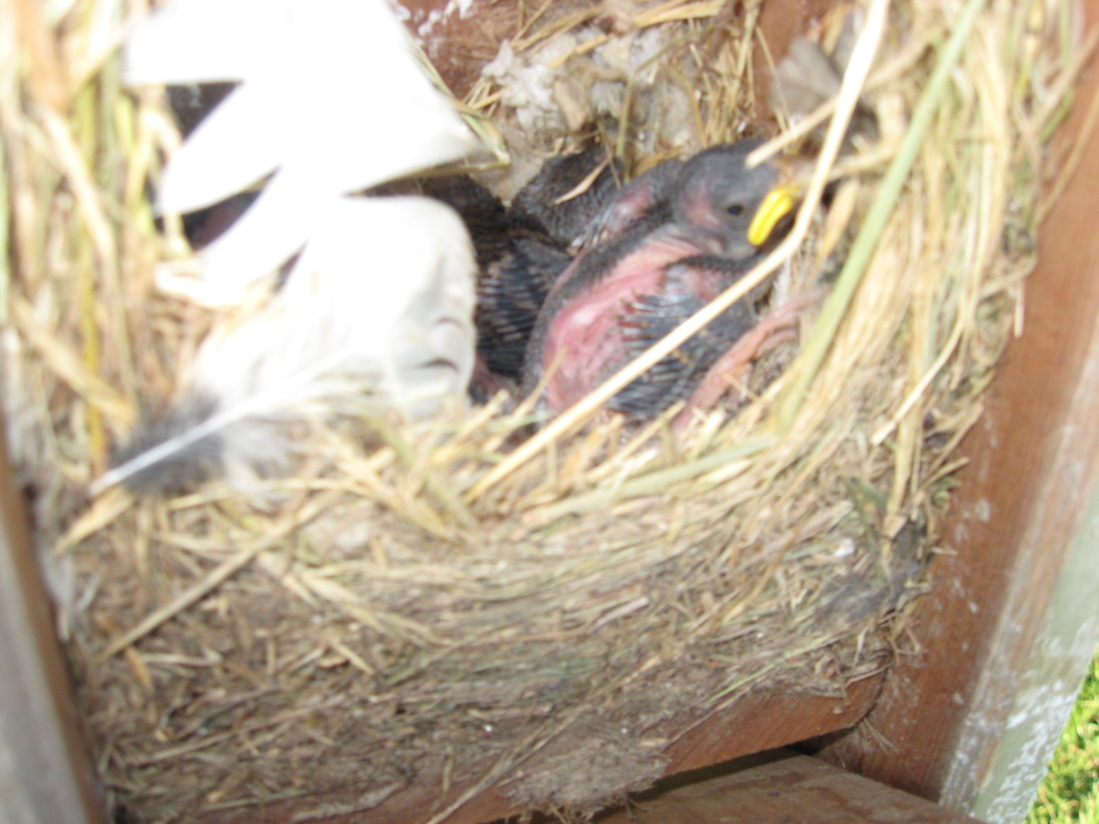 [Baby+sparrows.JPG]