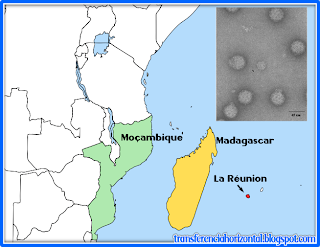 Chikungunya La Réunion