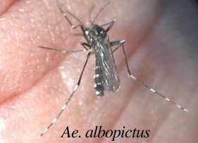 [Aedes_albopictus2.jpg]