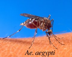 [Aedes_aegypti.jpg]