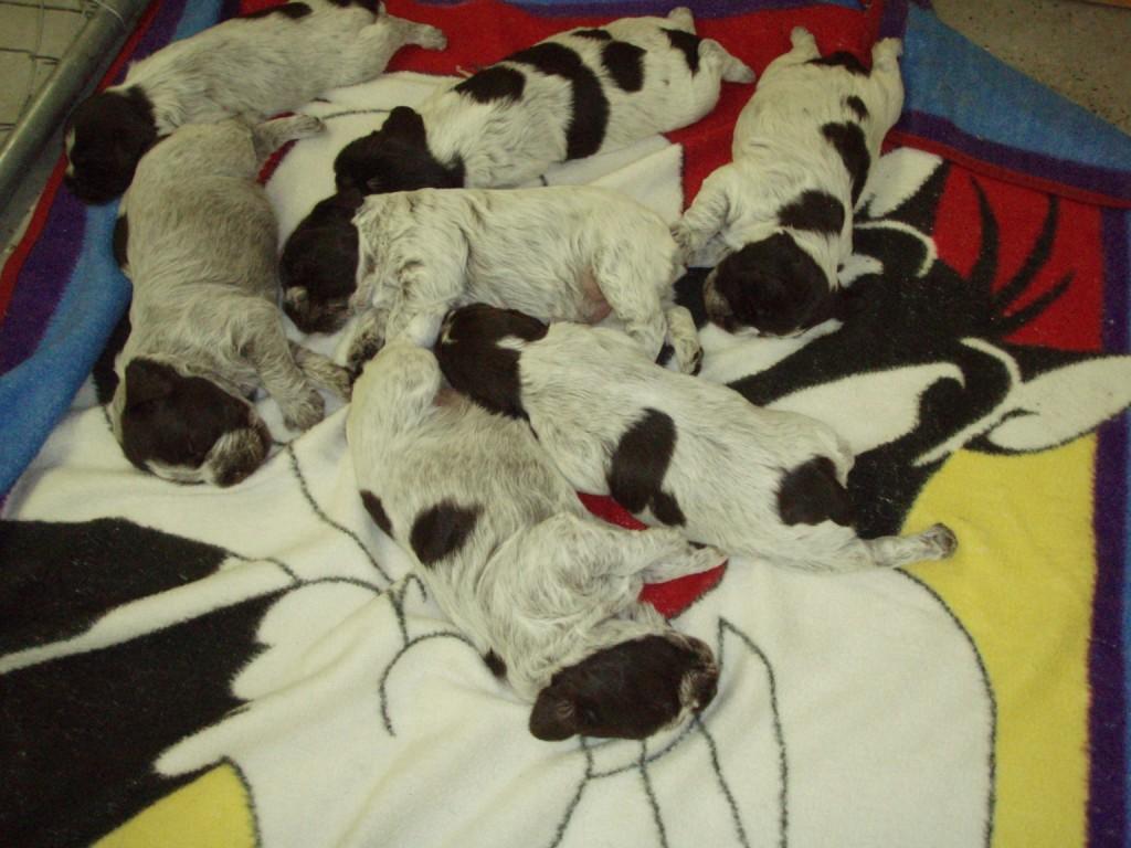 [Puppies+on+blanket+2+-+19+days+old.JPG]