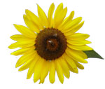 [sunflower_tn.jpg]