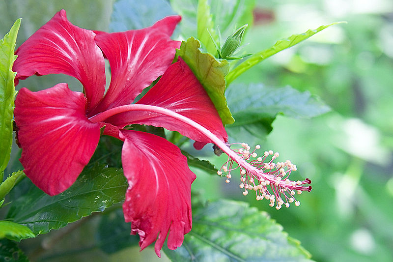 [800px-Red_Hibiscus.jpg]