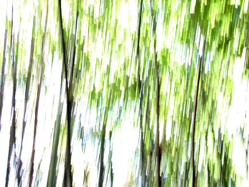 [blurred-trees.jpg]