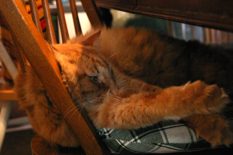 [tig+nap+in+chair.jpg]
