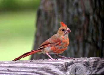 [Baby+cardinal+partially+moulted_res.jpg]