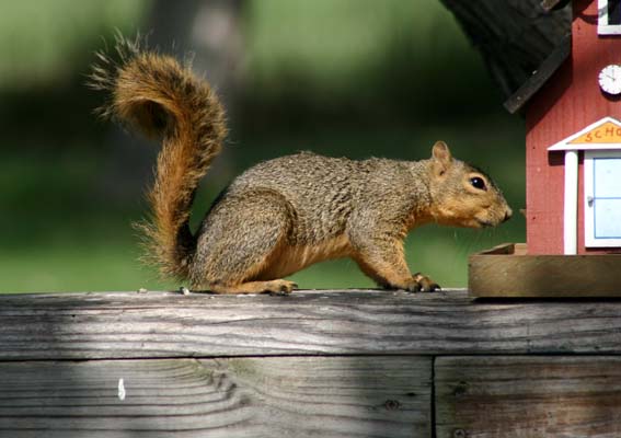 [squirrel+at+feeder+res.jpg]