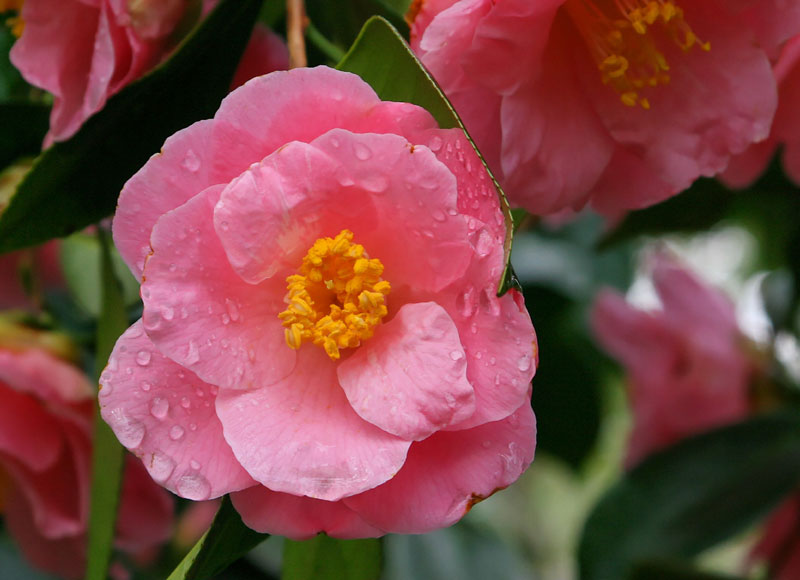 [camellia.jpg]