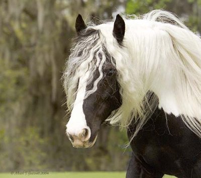 [horse+hair.jpg]