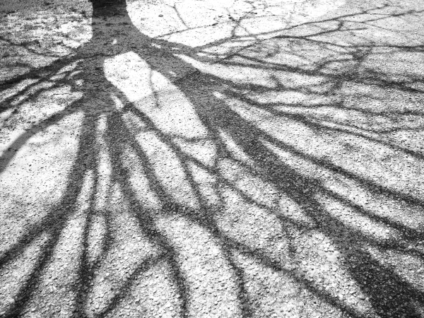 [tree+shadow+2.JPG]