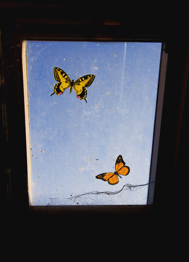 [butterflies.jpg]