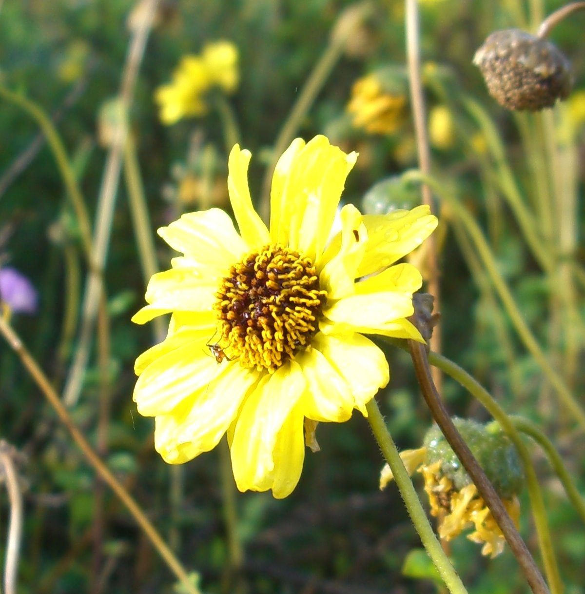 [yellowflower.JPG]