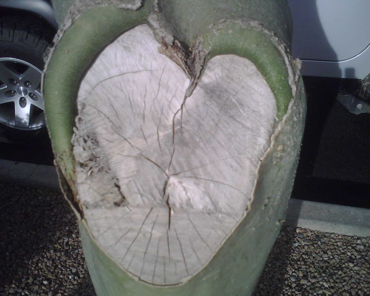 [Heart+Tree.jpg]