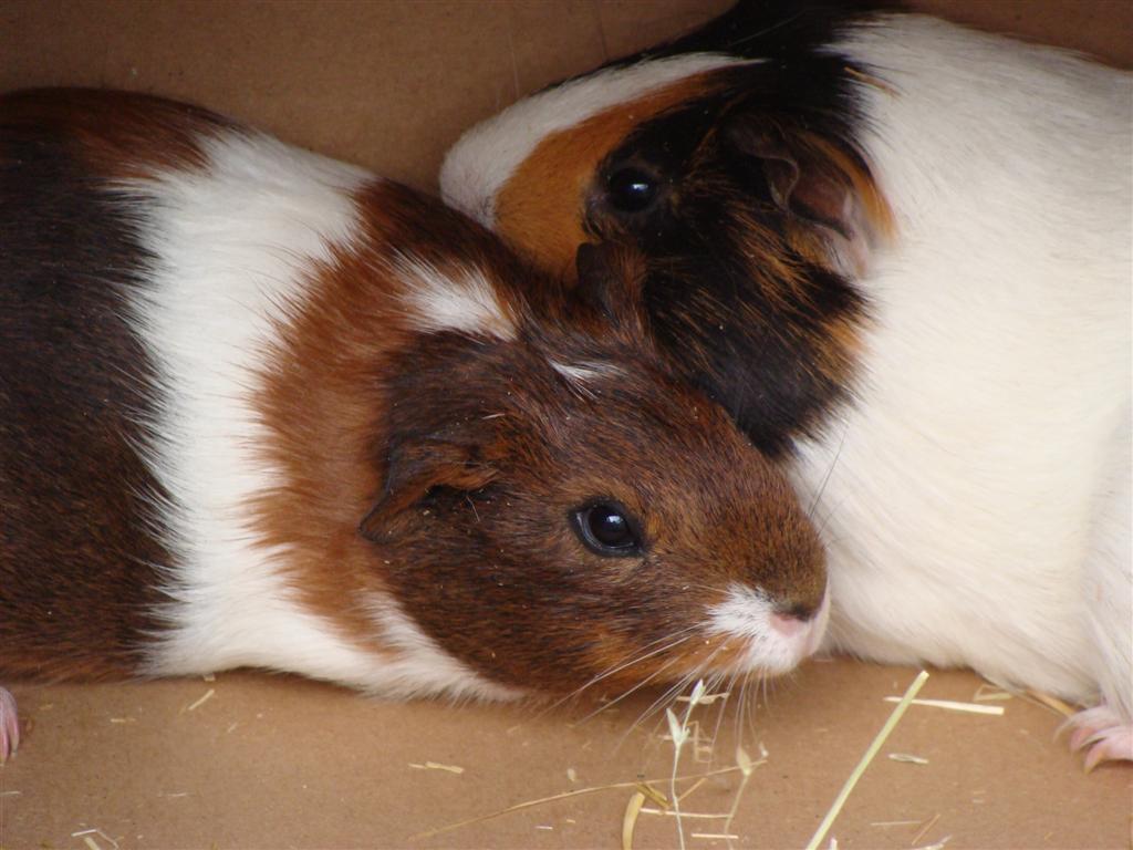 [guinea+pigs+173+(Large).jpg]