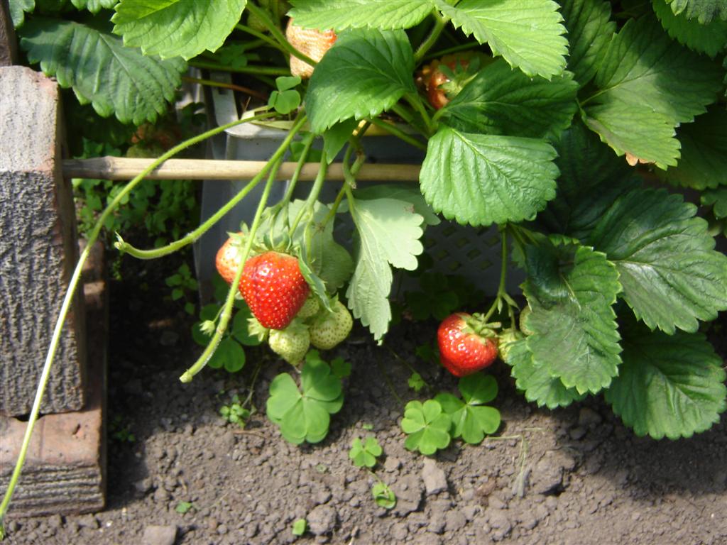 [strawberries+(Large).jpg]