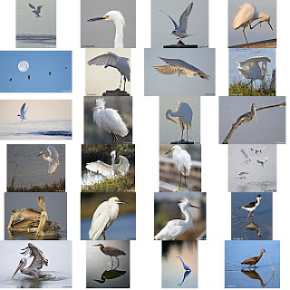 ianparker_birds_list.jpg