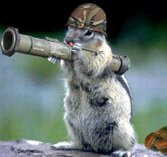 [Army_Squirrel.jpg]