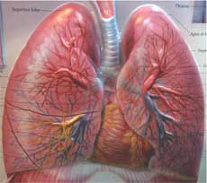 [pulmonar1.jpg]