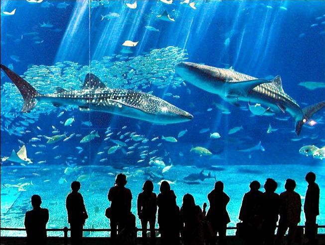 [Whale Sharks In Okinawa Aquarium1.jpg]