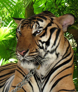 Tiger at Phuket Zoo