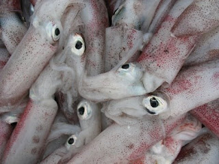 Squid - lots of squid