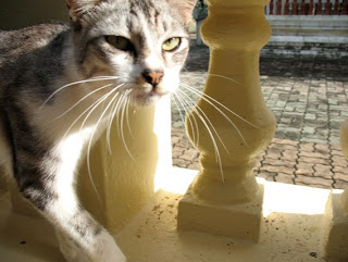 Cat at Wat Thepnimit