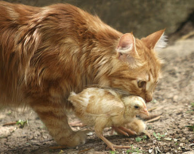 Old cat lives with chicks