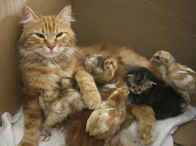 1-year-Old Nimra cat mothers 7 chicks