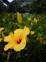 yellow flowers in Hawaii