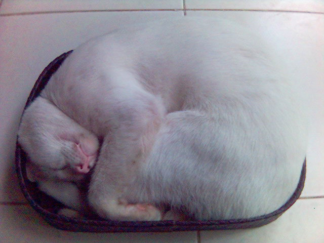 [whitty+napping+inside+a+tray.jpg]