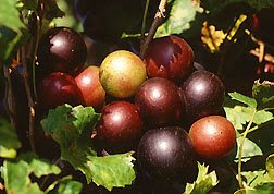 Planting Information Muscadine Grapes