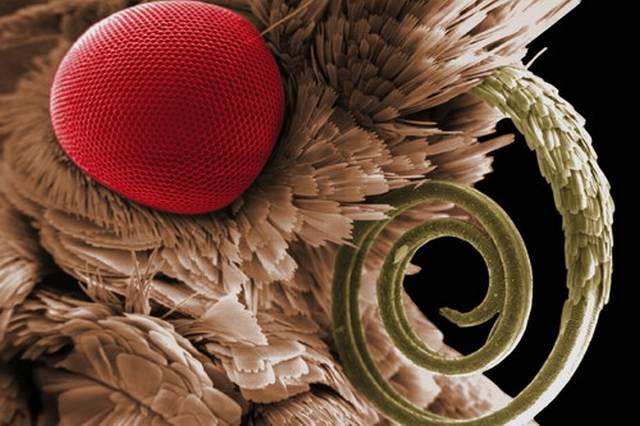 [Insects-microscope-10.jpg]