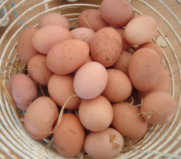 [eggs-in-basket.jpg]