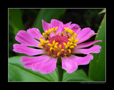 http://bp1.blogger.com/___J7dCvrkfY/RZUyzRWJ_aI/AAAAAAAAAC0/nZk9atigFUk/s400/gaurav.dhwaj.khadka.flower.nepal+(8).jpg