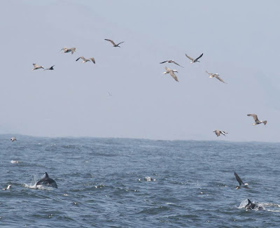 Peruvian Booby and Dusky Dolphin Pelagic Lima. Photo: Gunnar Engblom