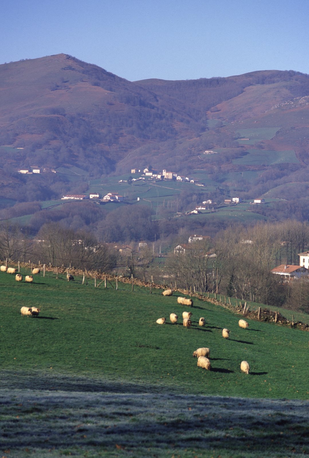 [Navarra+Pyrenees+Lacha+Sheep.JPG]