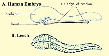 [embrio-lintah.jpg]