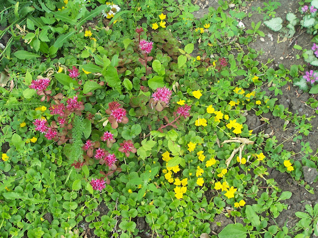 Perennial ground covers