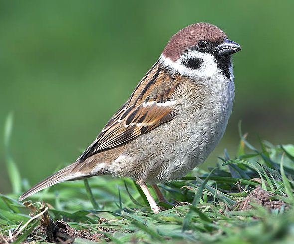 [tree-sparrow-4.jpg]