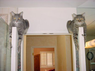 cat-guards.jpg